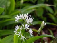 Frisch aufgeblühte Bärlauch Blütenanrispe